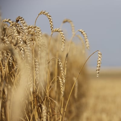 Skörd av vete