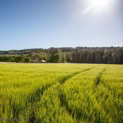 Fält