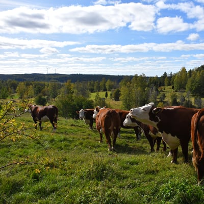 Foto: VÄXA