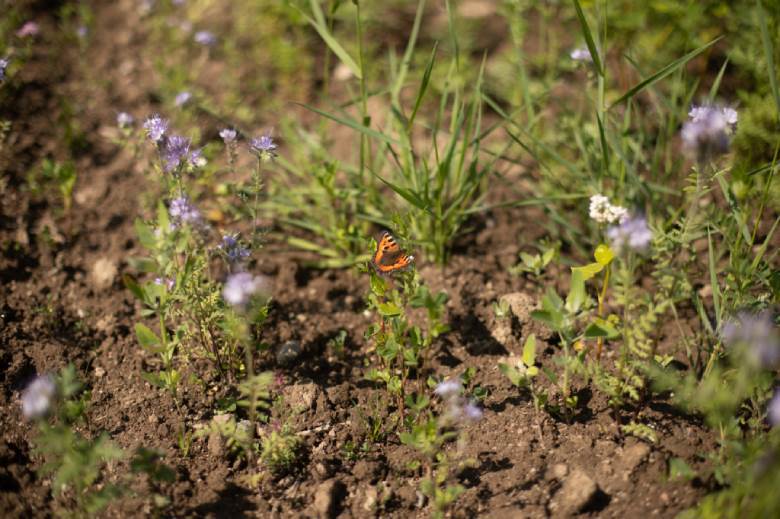 blogg-nr-7_blommor.jpg