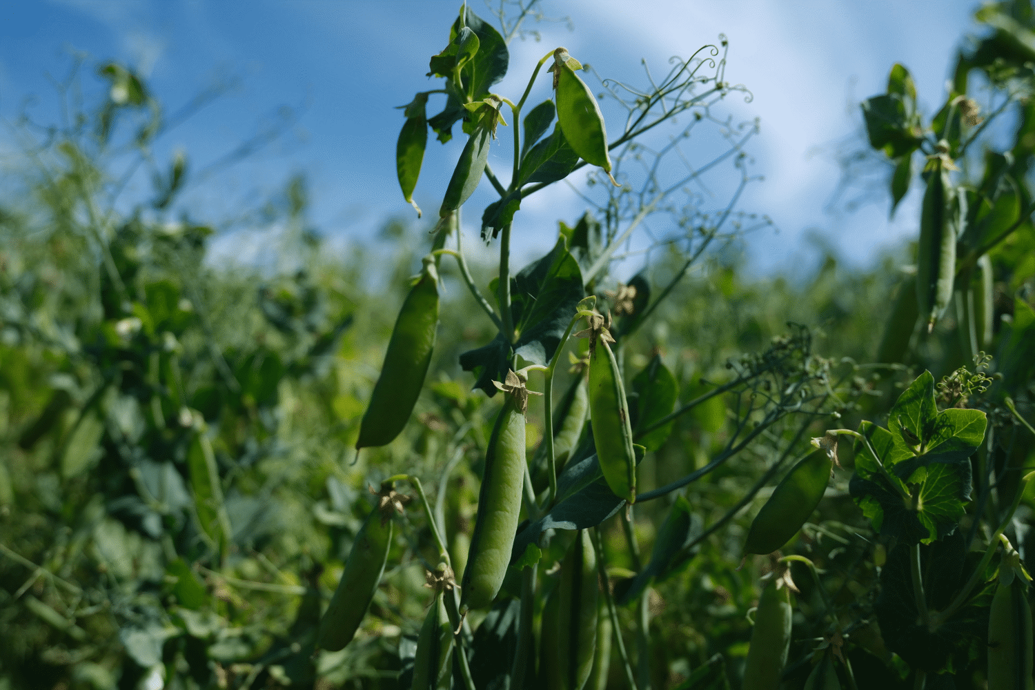 Gröna ärtskidor som växer på ett fält